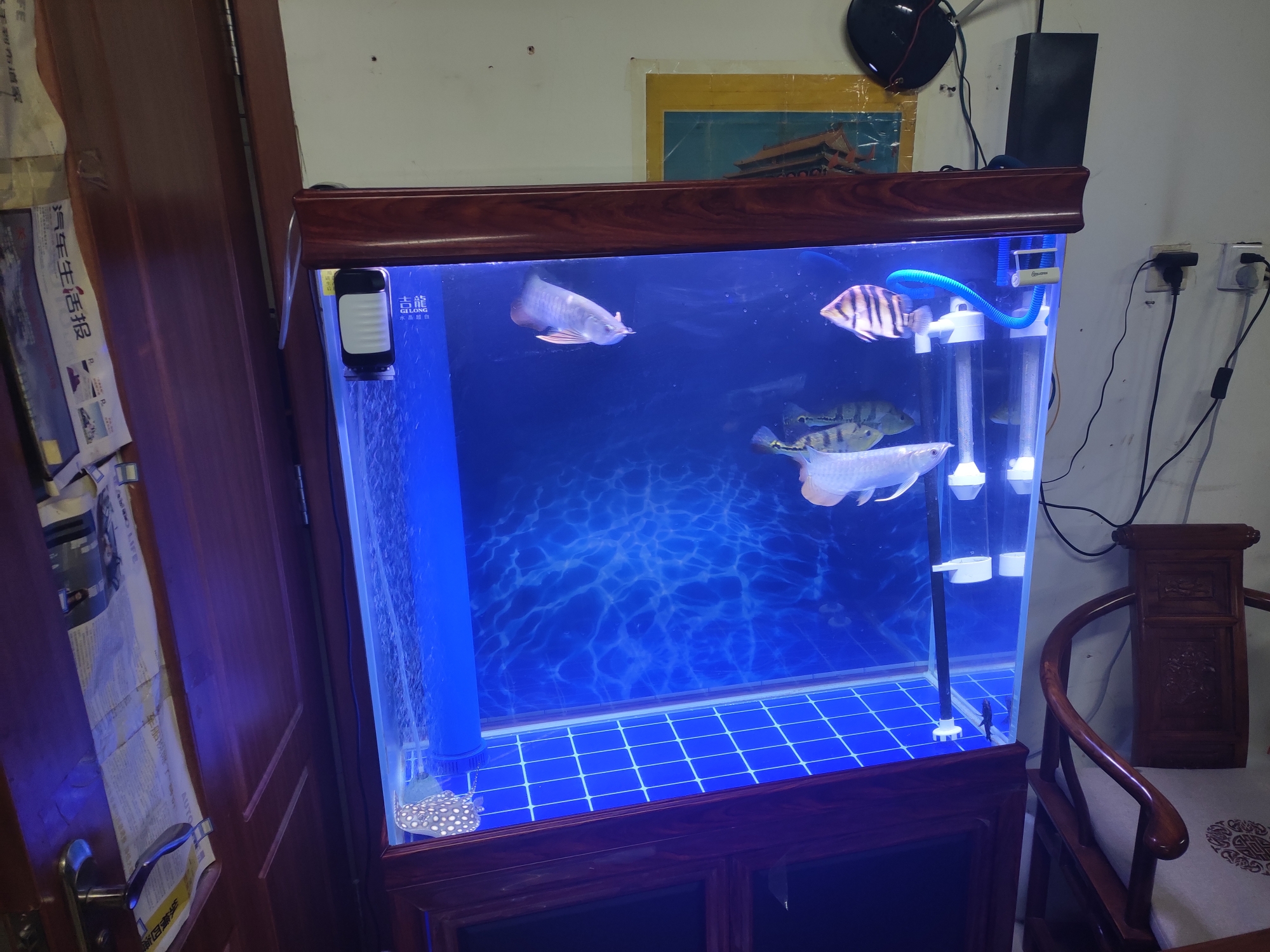 The whole cylinder changed water the next day and the condition was not very good Blue Dragon Fish ASIAN AROWANA,AROWANA,STINGRAY The1sheet