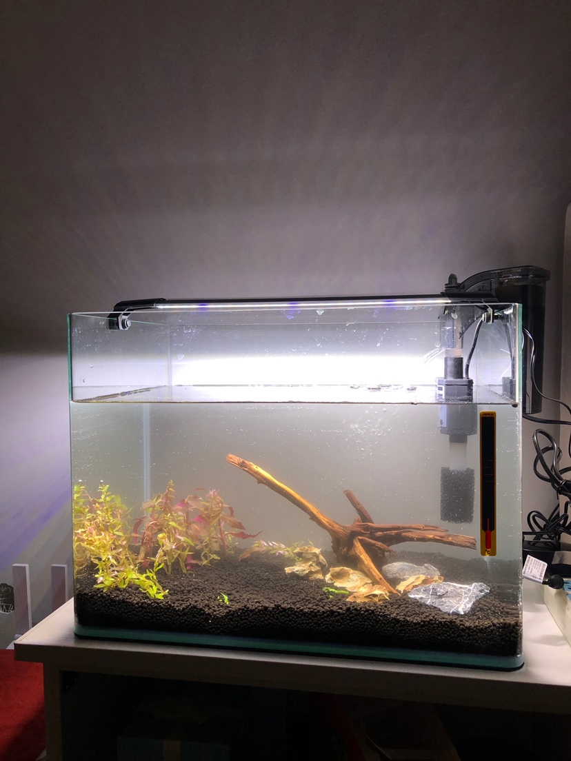 What kind of fish is suitable for small tank？