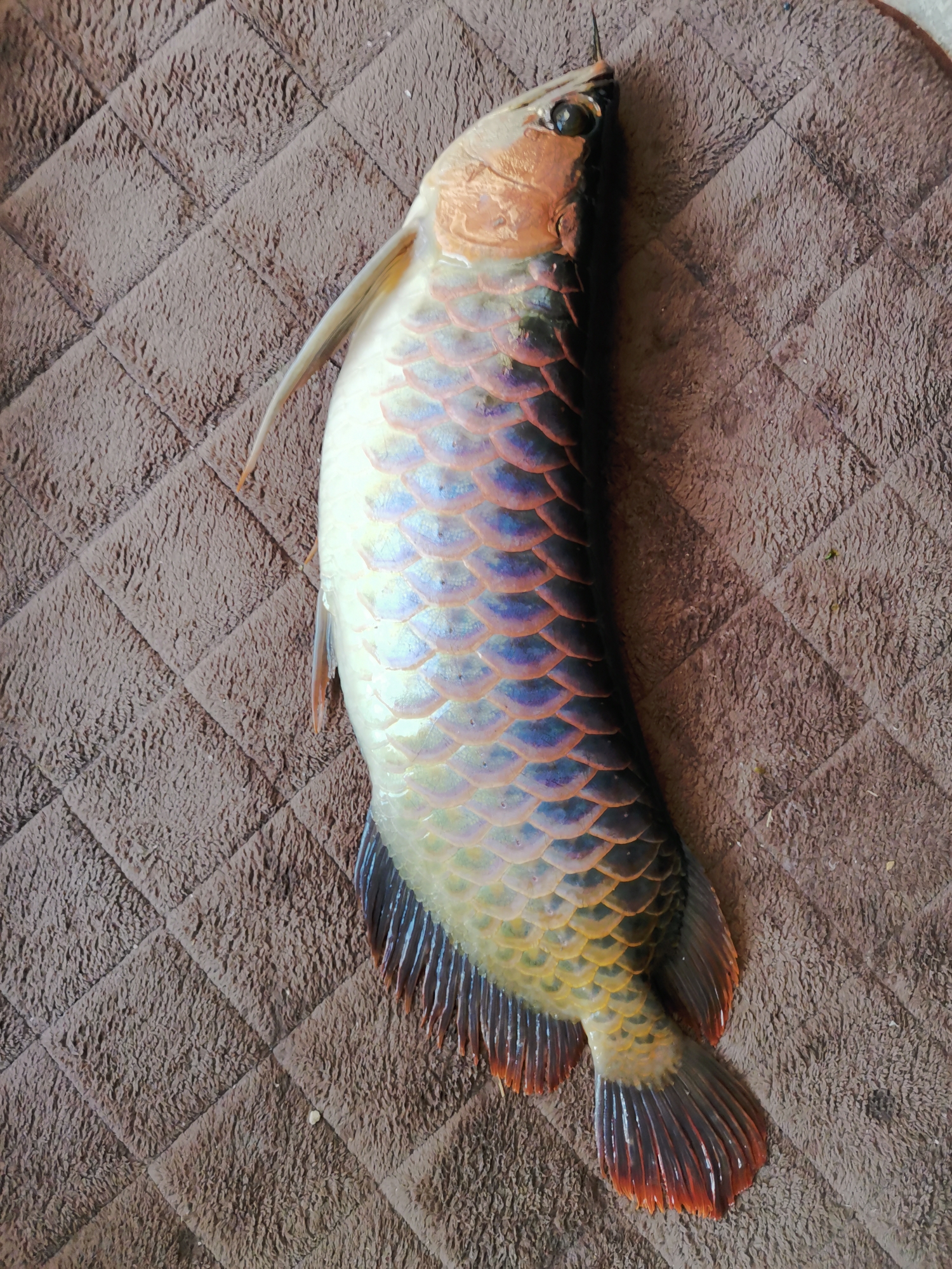 Arowana that has been raised for more than 2 years suddenly