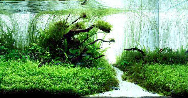 My favorite grass tank landscape Silver Edition Fish ASIAN AROWANA,AROWANA,STINGRAY The4sheet