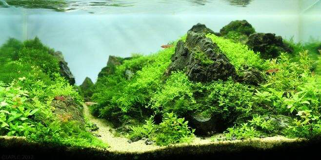 My favorite grass tank landscape Silver Edition Fish ASIAN AROWANA,AROWANA,STINGRAY The7sheet