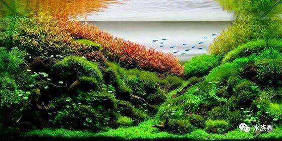 My favorite grass tank landscape Silver Edition Fish ASIAN AROWANA,AROWANA,STINGRAY The3sheet
