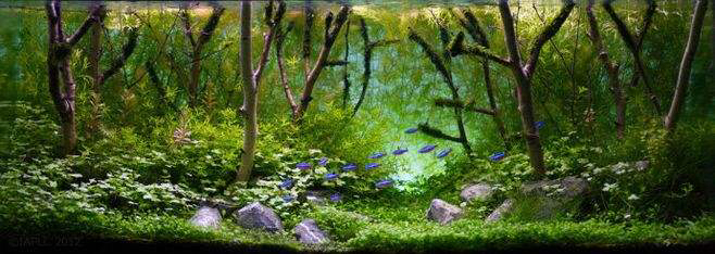 My favorite grass tank landscape Silver Edition Fish ASIAN AROWANA,AROWANA,STINGRAY The1sheet