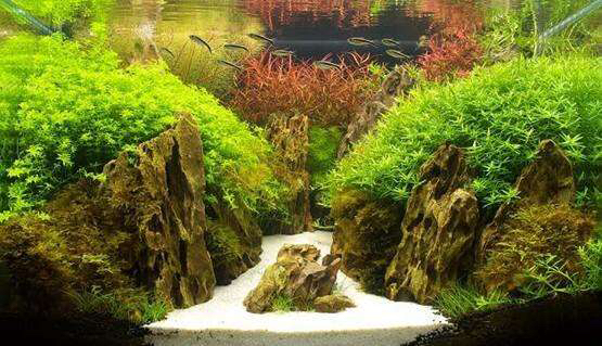 My favorite grass tank landscape Silver Edition Fish ASIAN AROWANA,AROWANA,STINGRAY The2sheet