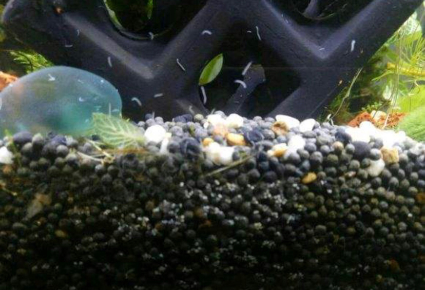Discussion thread about fish tank protein bug