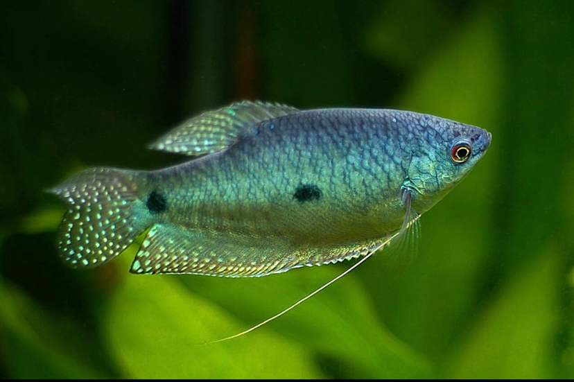 Discussion thread about fish tank protein bug Spade A Fish ASIAN AROWANA,AROWANA,STINGRAY The7sheet