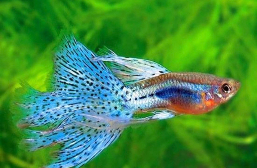 Discussion thread about fish tank protein bug Spade A Fish ASIAN AROWANA,AROWANA,STINGRAY The10sheet