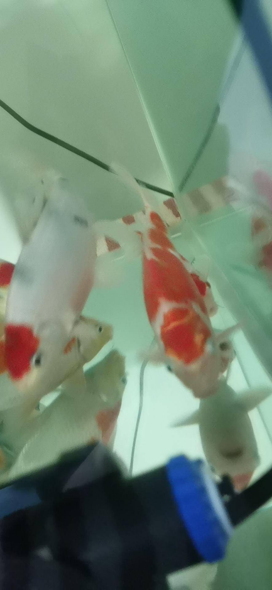 After a simple white spot disease Thick frame red dragon fish ASIAN AROWANA,AROWANA,STINGRAY The1sheet