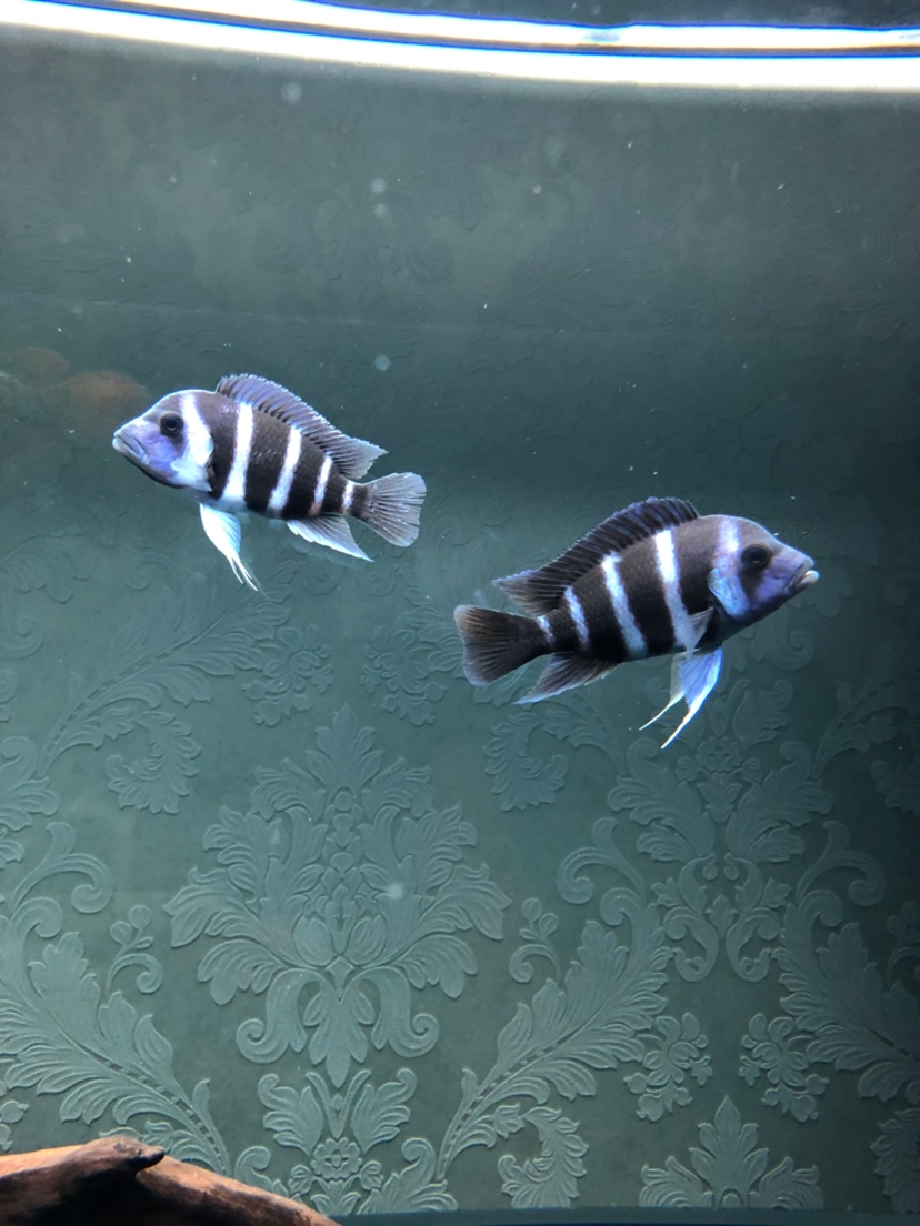 Are the two new children wild？ Little fish ASIAN AROWANA,AROWANA,STINGRAY The1sheet