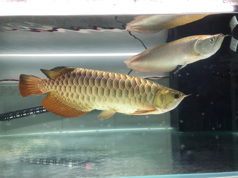 How to turn on the light for 45 months Thin frame red dragon fish ASIAN AROWANA,AROWANA,STINGRAY The4sheet