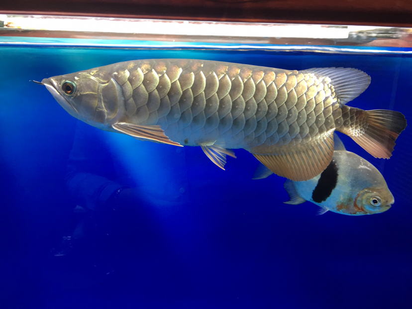 After entering the tank for a whole year can you help me see the six-row show？ Brief introduction ASIAN AROWANA,AROWANA,STINGRAY The2sheet