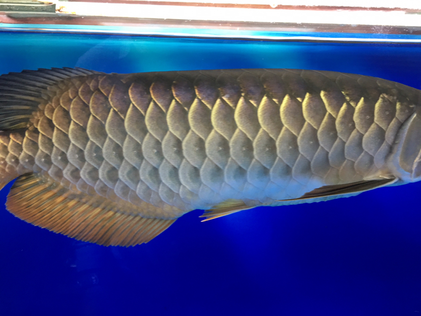 After entering the tank for a whole year can you help me see the six-row show？ Brief introduction ASIAN AROWANA,AROWANA,STINGRAY The6sheet