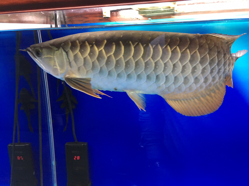 After entering the tank for a whole year can you help me see the six-row show？ Brief introduction ASIAN AROWANA,AROWANA,STINGRAY The4sheet