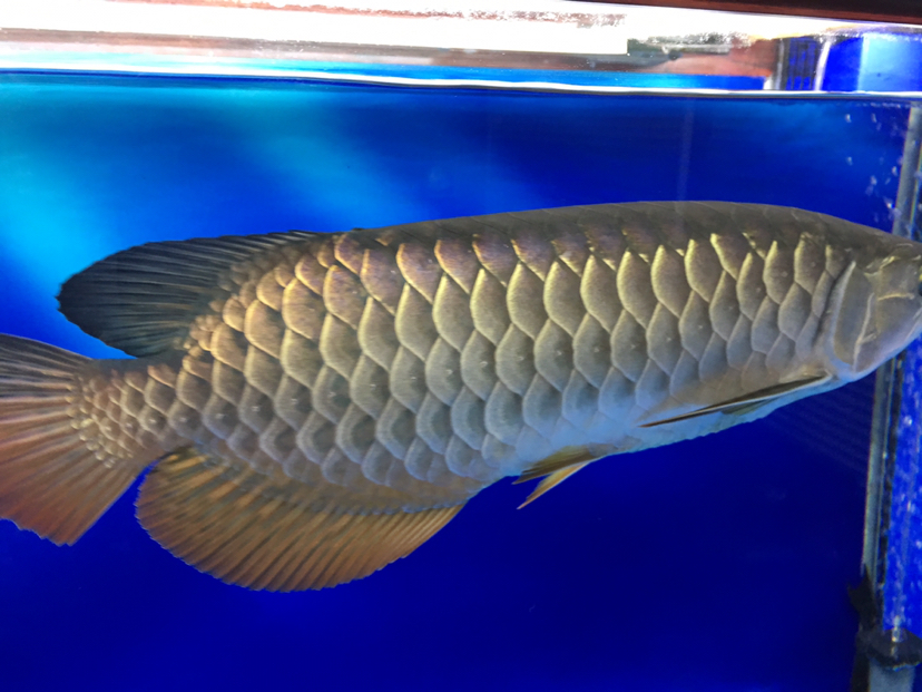 After entering the tank for a whole year can you help me see the six-row show？ Brief introduction ASIAN AROWANA,AROWANA,STINGRAY The5sheet