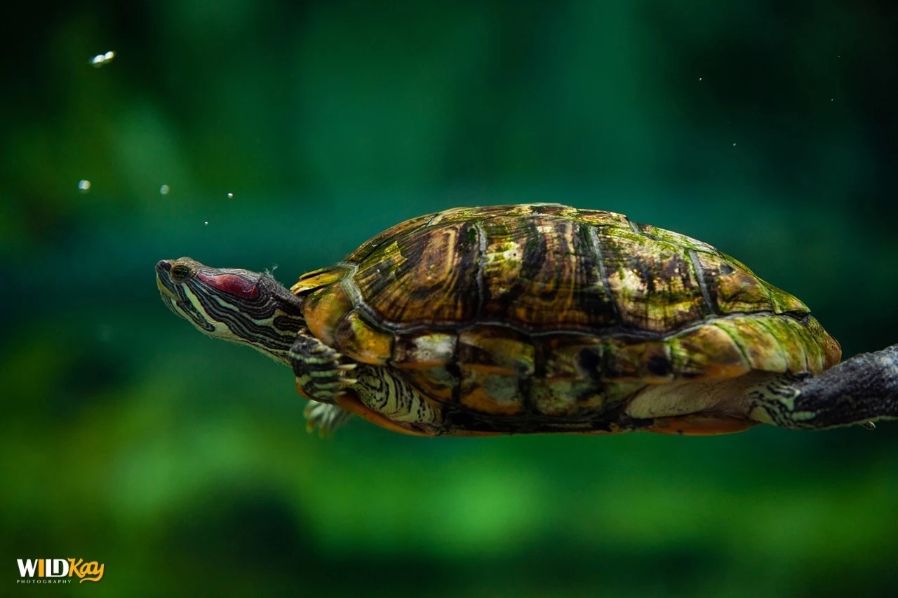 The mystery of the Brazilian turtle