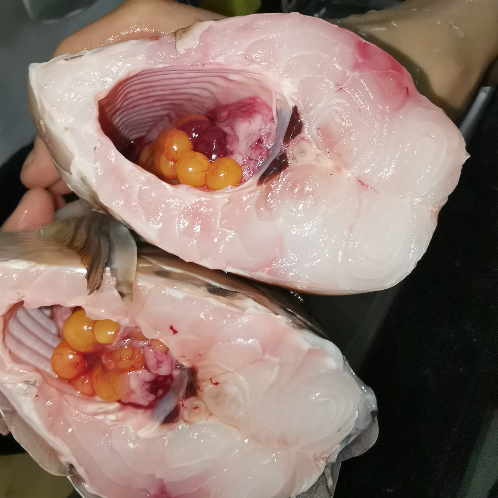 Brazilian Asiatic Fish 千元大餐 SUPER RED AROWANA ASIAN AROWANA,AROWANA,STINGRAY The5sheet