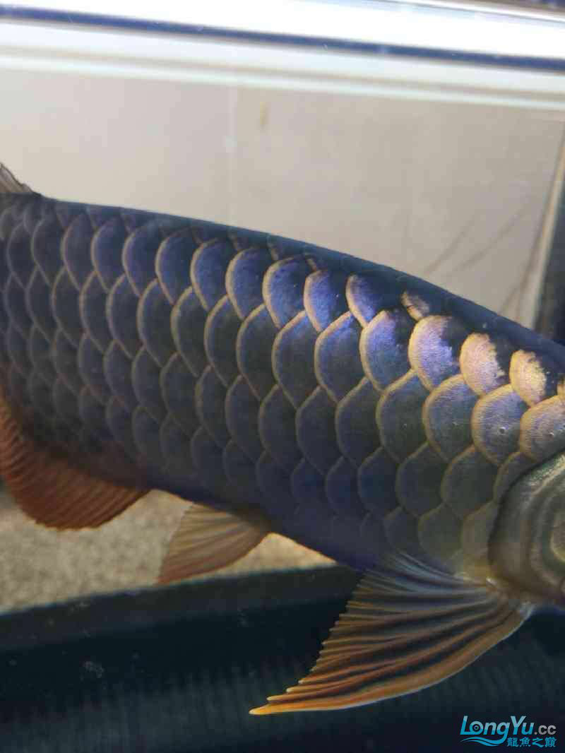 七彩龙鱼的蜕变之路时光可以说明一切 杭州观赏鱼 杭州龙鱼第7张