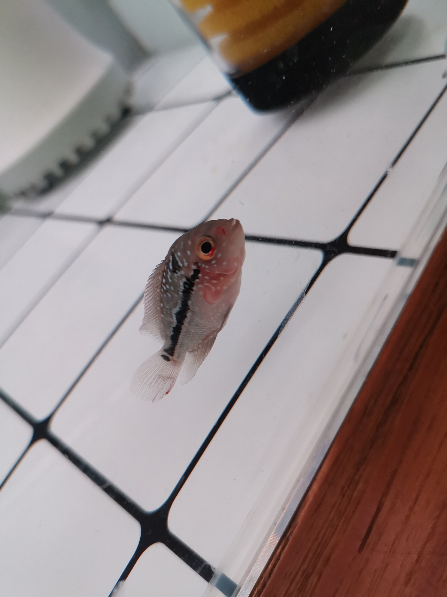 鱼苗的一只眼睛边上发红这个生病了吗 达州龙鱼论坛 达州水族批发市场第1张