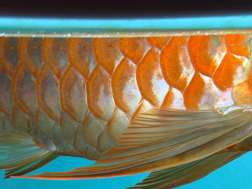 武汉水族箱鱼缸灯管孟吉尔～孟吉尔万吉颜色在一次提升 武汉观赏鱼 武汉龙鱼第1张