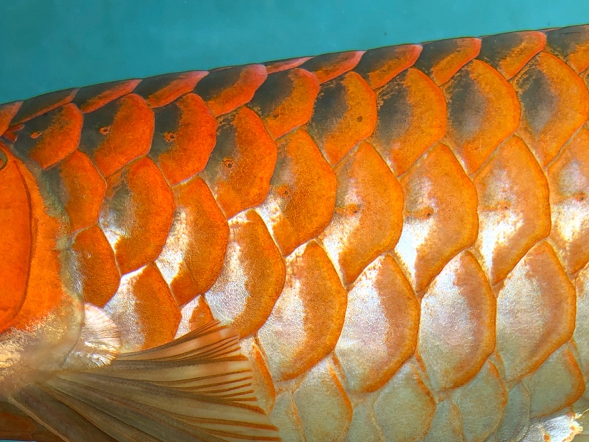 武汉水族箱鱼缸灯管孟吉尔～孟吉尔万吉颜色在一次提升 武汉观赏鱼 武汉龙鱼第2张