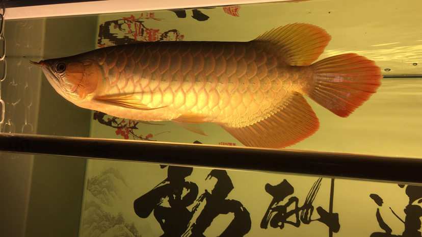 整整一年 北京观赏鱼 北京龙鱼第5张