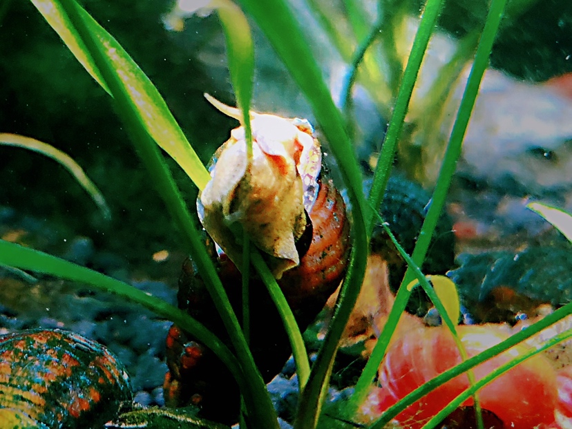 除藻能手很可爱的兔螺胎生不吃水草 青岛观赏鱼 青岛龙鱼第2张