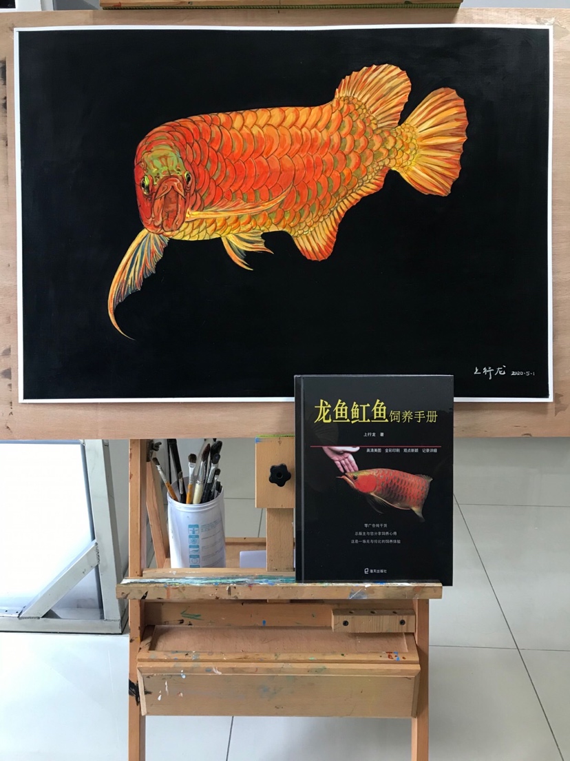 渭南龙鱼混养四大神兽红龙鱼原图与手绘作品对比 渭南龙鱼论坛 渭南龙鱼第3张