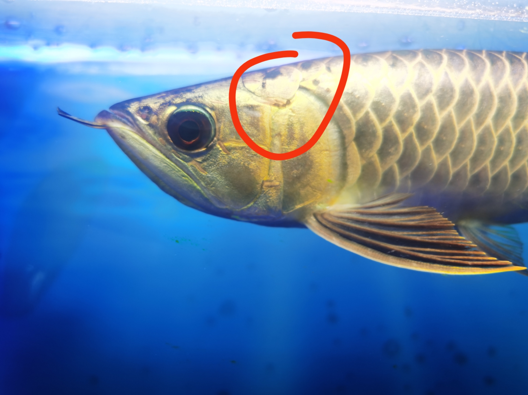 儋州红斑马鱼怀孕图来个老师看看这鳞是虫驻了么 儋州观赏鱼 儋州龙鱼第1张