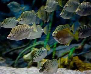 马达加斯加虎鱼非洲金鼓鱼 银川龙鱼论坛 银川龙鱼第9张