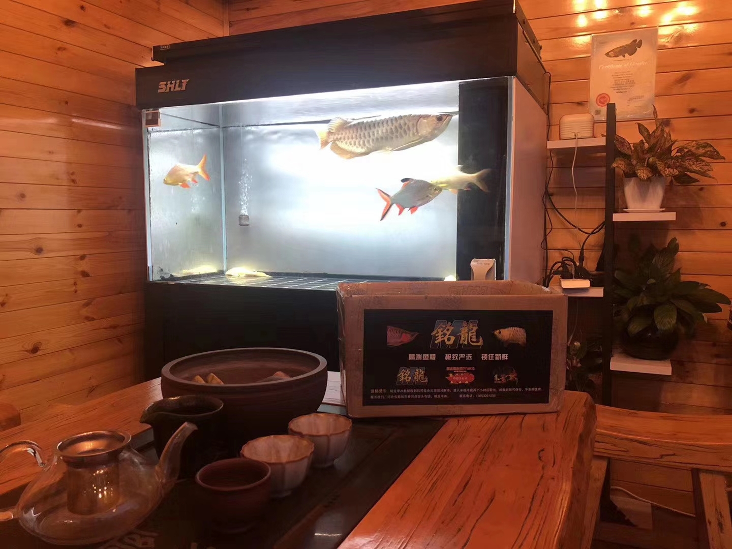 宿迁水族馆做最优质最适合龙鱼的鱼粮 罗汉鱼 第4张