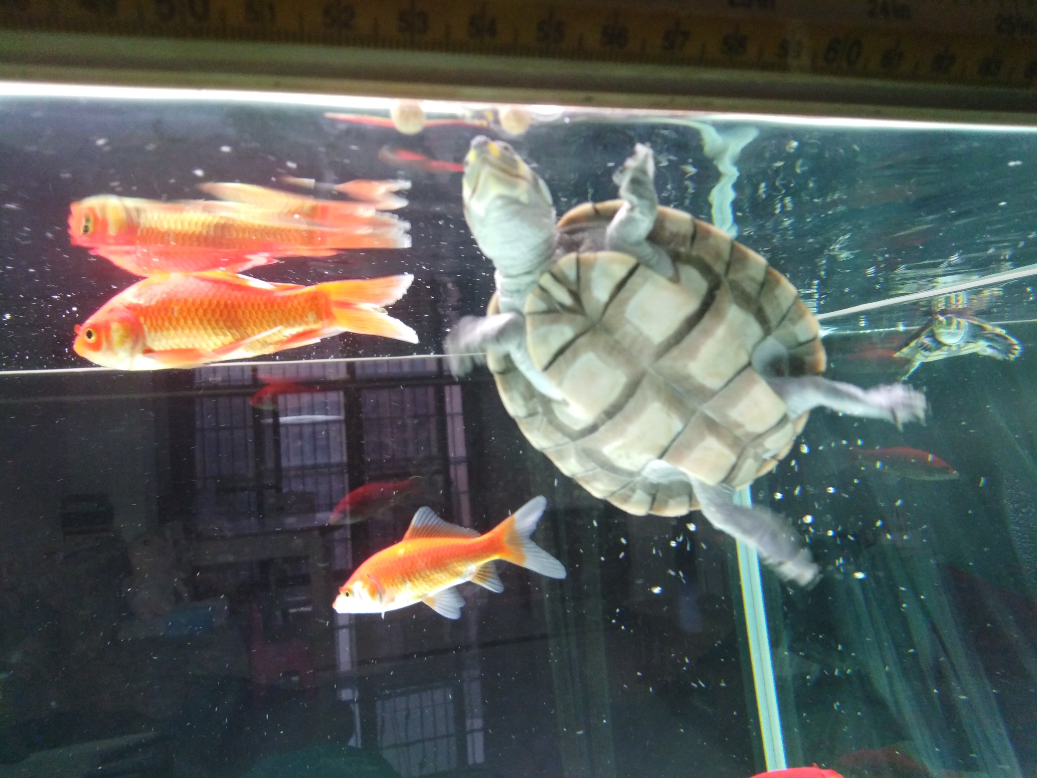 福州哪家卖虎鱼闯缸鱼 乌龟也算闯缸鱼 福州观赏鱼 福州龙鱼第8张