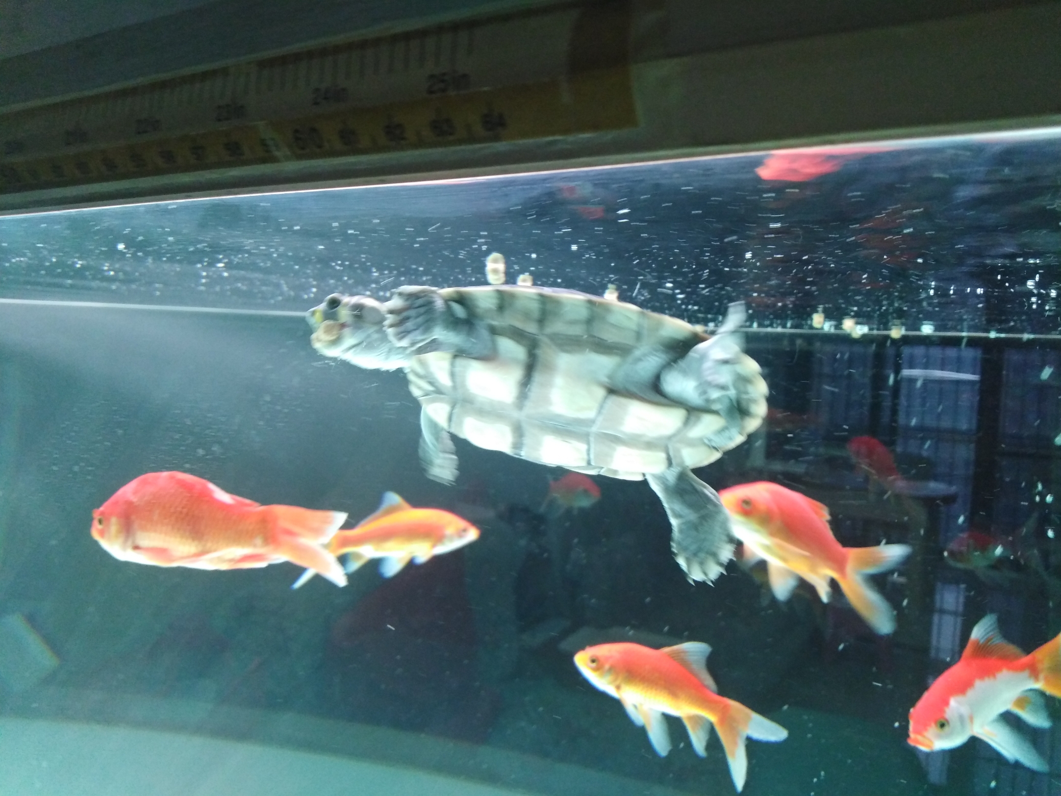 福州哪家卖虎鱼闯缸鱼 乌龟也算闯缸鱼 福州观赏鱼 福州龙鱼第7张
