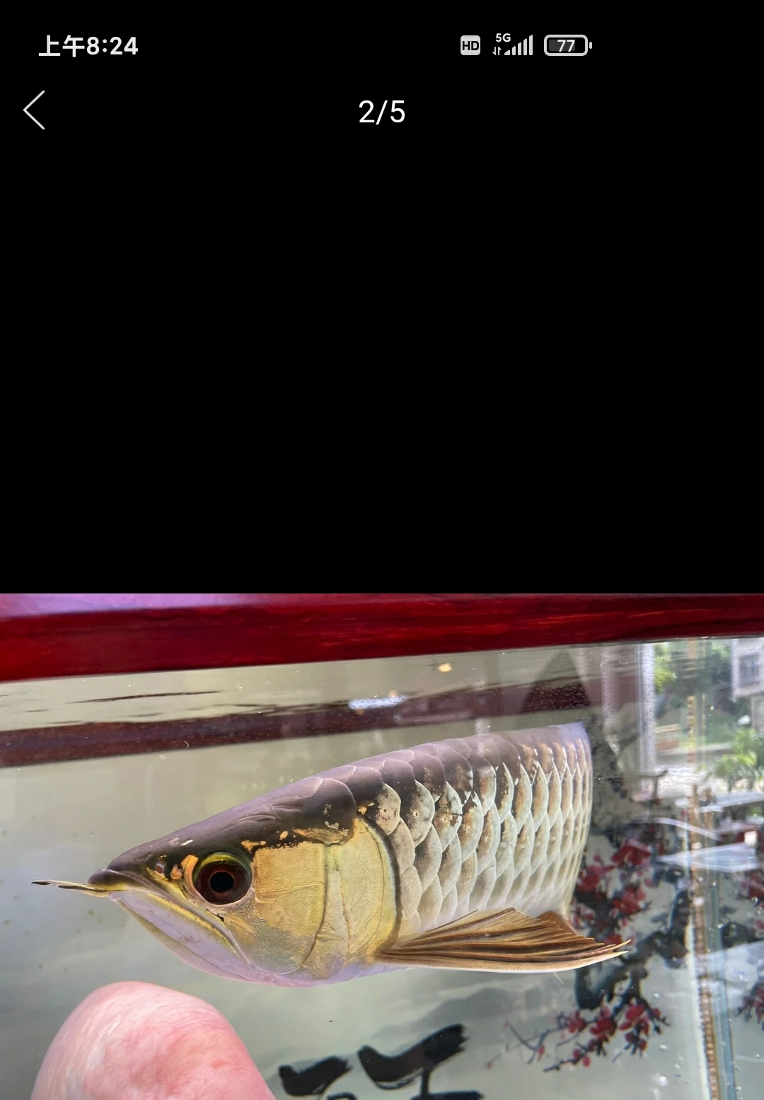 南昌豹纹猫这是什么种的龙鱼多少钱可以买的到有知道的 南昌观赏鱼 南昌龙鱼第4张