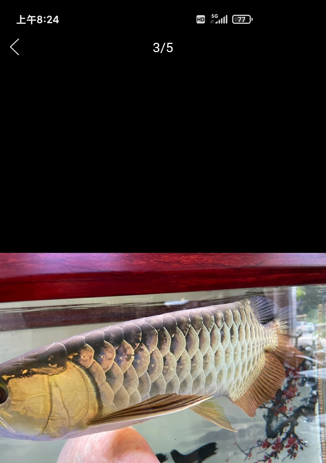 南昌豹纹猫这是什么种的龙鱼多少钱可以买的到有知道的 南昌观赏鱼 南昌龙鱼第3张