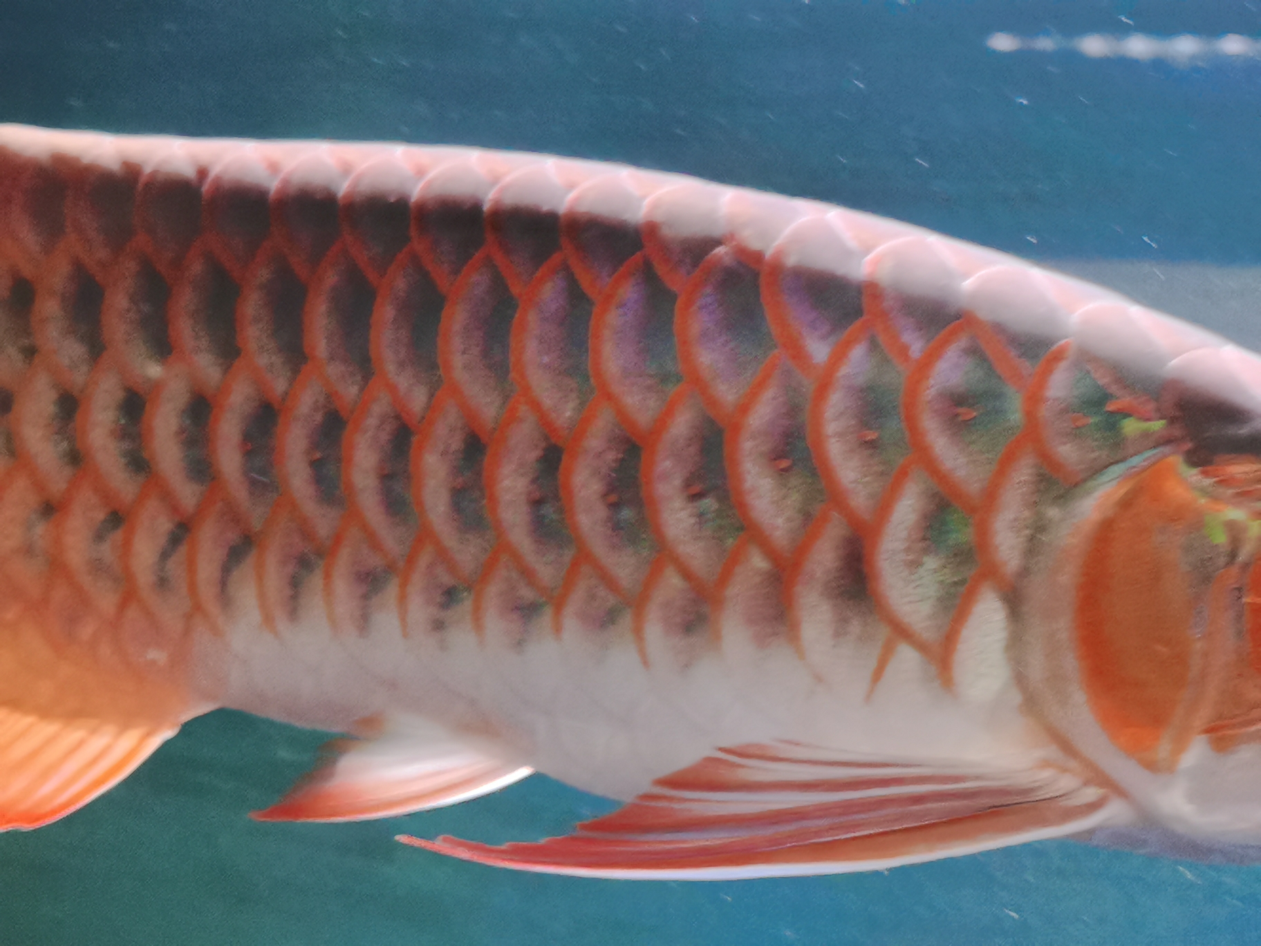 就看看红不红 昆明观赏鱼批发市场 昆明龙鱼第2张