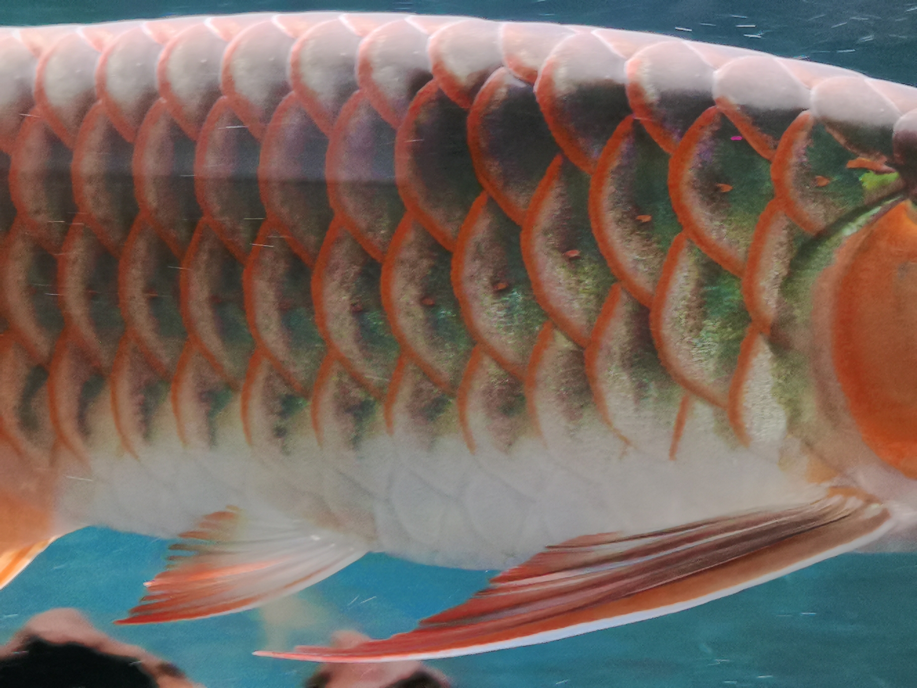 就看看红不红 昆明观赏鱼批发市场 昆明龙鱼第3张